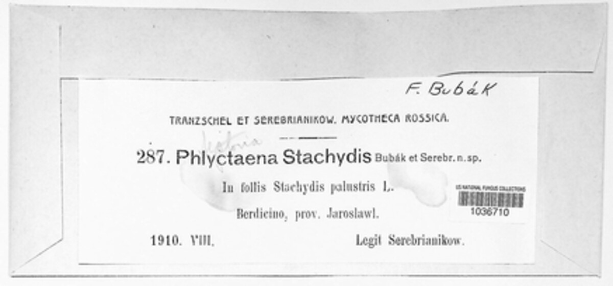 Phlyctema stachydis image